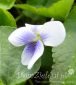 fiołek motylkowaty Viola sororia 