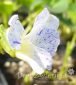 fiołek motylkowaty Freckless Viola sororia Freckless