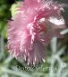 goździk pierzasty Delicata Dianthus plumarius Delicata 
