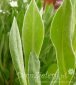 chaber górski Alba Centaurea montana Alba 