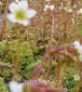 skalnica gronkowa Saxifraga paniculata 