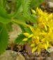 rozchodnik kwiecisty Sedum floriferum 