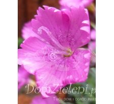 goździk siny Dianthus gratianopolitanus 