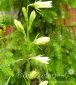 dzwonek brzoskwiniolistny Alba Campanula persicifolia Alba 