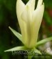dzwonek brzoskwiniolistny Alba Campanula persicifolia Alba 