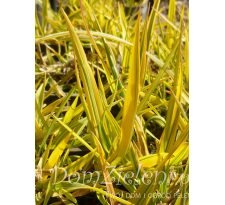 wyczyniec łąkowy Aureovariegatus Alopecurus pratensis Aureovariegatus 