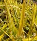 wyczyniec łąkowy Aureovariegatus Alopecurus pratensis Aureovariegatus 