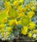 rozchodnik łopatkowaty Cape Blanco Sedum spathulifolium Cape Blanco 