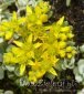 rozchodnik łopatkowaty Cape Blanco Sedum spathulifolium Cape Blanco 