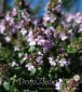 macierzanka cytrynowa Doone Valley Thymus x citriodorus Doone Valley 