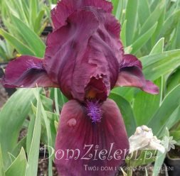 kosaciec niski Cherry Garden Iris pumila Cherry Garden 