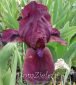kosaciec niski Cherry Garden Iris pumila Cherry Garden 