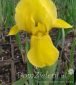 kosaciec niski Pagan Gold Iris pumila Pagan Gold 