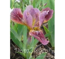 kosaciec niski Trosty Rusty Iris pumila Trosty Rusty 