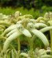 szarotka alpejska Leontopodium alpinum 