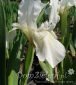 kosaciec niski Weiss Iris pumila Weiss 