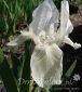 kosaciec niski Weiss Iris pumila Weiss 