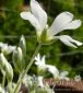 rogownica kutnerowata Cerastium tomentosum 