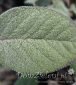 szałwia lekarska Culinaria Salvia officinalis Culinaria 
