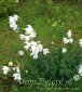 rozwar wielkokwiatowy Platycodon grandiflorus Fuji White