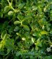 tymianek pospolity (macierzanka tymianek) Thymus vulgaris 