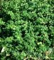 tymianek pospolity (macierzanka tymianek) Thymus vulgaris 