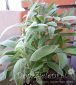 szałwia lekarska Salvia officinalis 