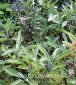 szałwia lekarska Salvia officinalis 