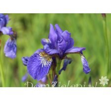 kosaciec syberyjski Iris sibirica 
