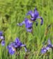 kosaciec syberyjski Iris sibirica 