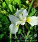 kosaciec syberyjski Alba Iris sibirica Alba 