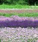szałwia omszona Ostfriesland Salvia nemorosa Ostfriesland 