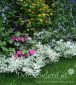 bylica Stellera Artemisia stelleriana 