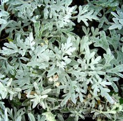 bylica Stellera Artemisia stelleriana 