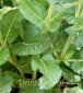 szałwia omszona Mainacht Salvia nemorosa Mainacht 